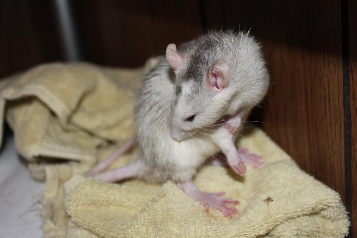 Tamrotte Filur <3 billede 2