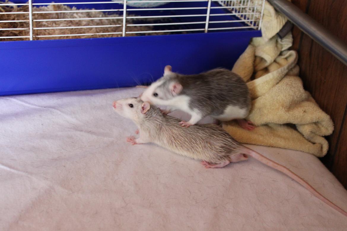 Tamrotte Filur <3 billede 3