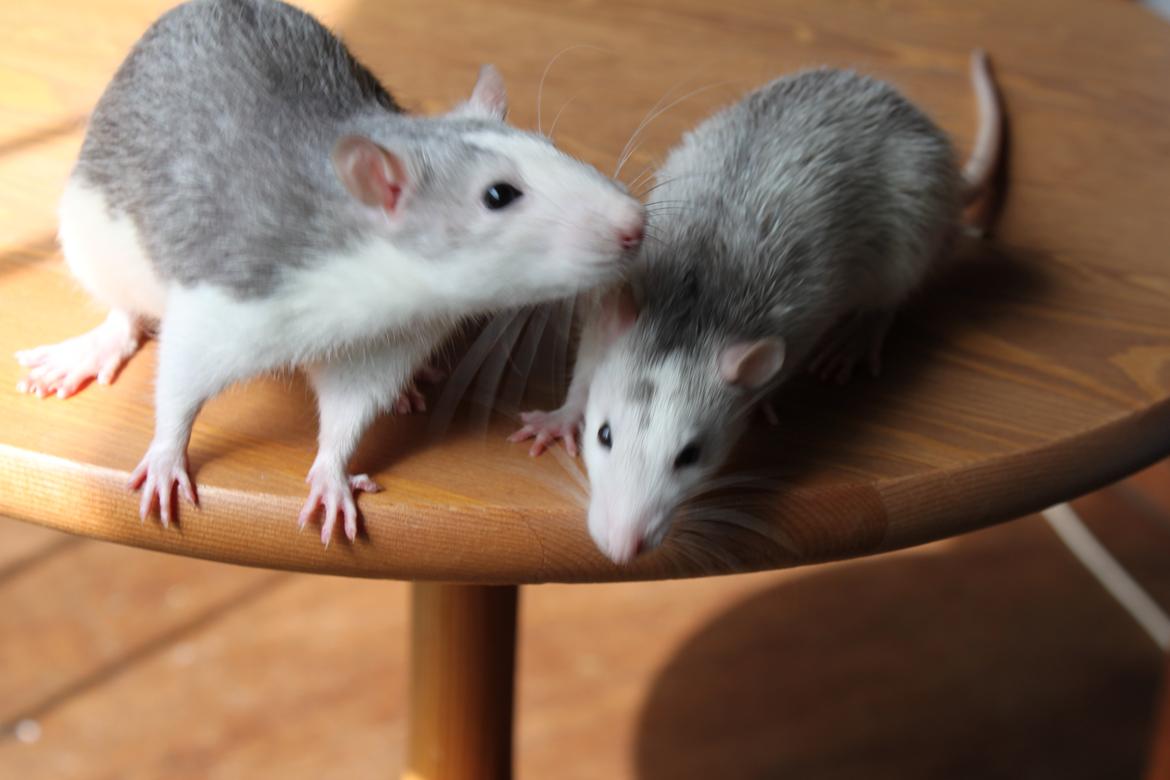 Tamrotte Filur <3 billede 4