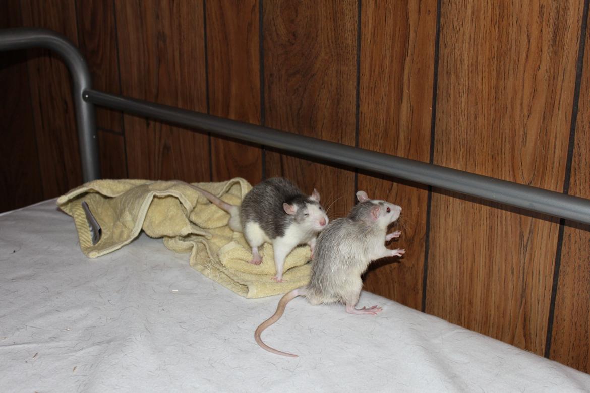 Tamrotte Filur <3 billede 5