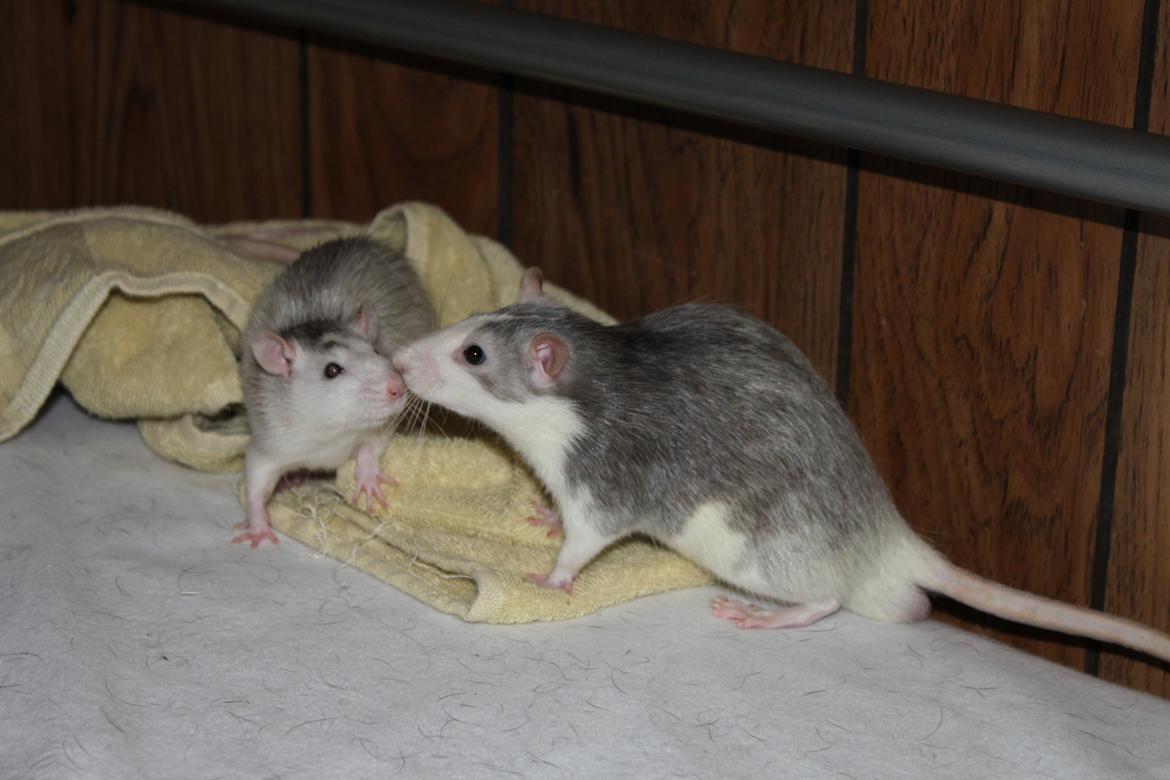 Tamrotte Filur <3 billede 6