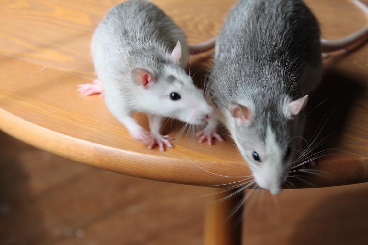 Tamrotte Filur <3 billede 7