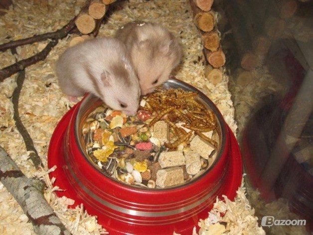 Hamster Simses Evita - MUUUMS madtid<3
Billedet er venligst udlånt af Simses Opdræt. billede 19