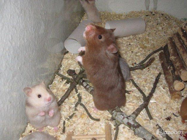 Hamster Simses Evita - Her er jeg sammen med min smukke mor Blyfri <3
Billedet er venligst udlånt af Simses Opdræt. billede 20