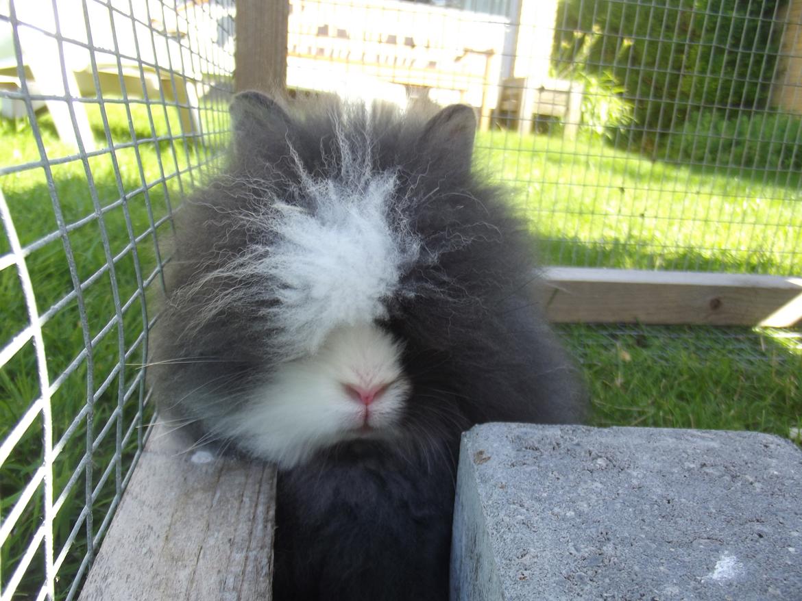 Kanin UniKin's Elisha Chewa Naipé billede 6