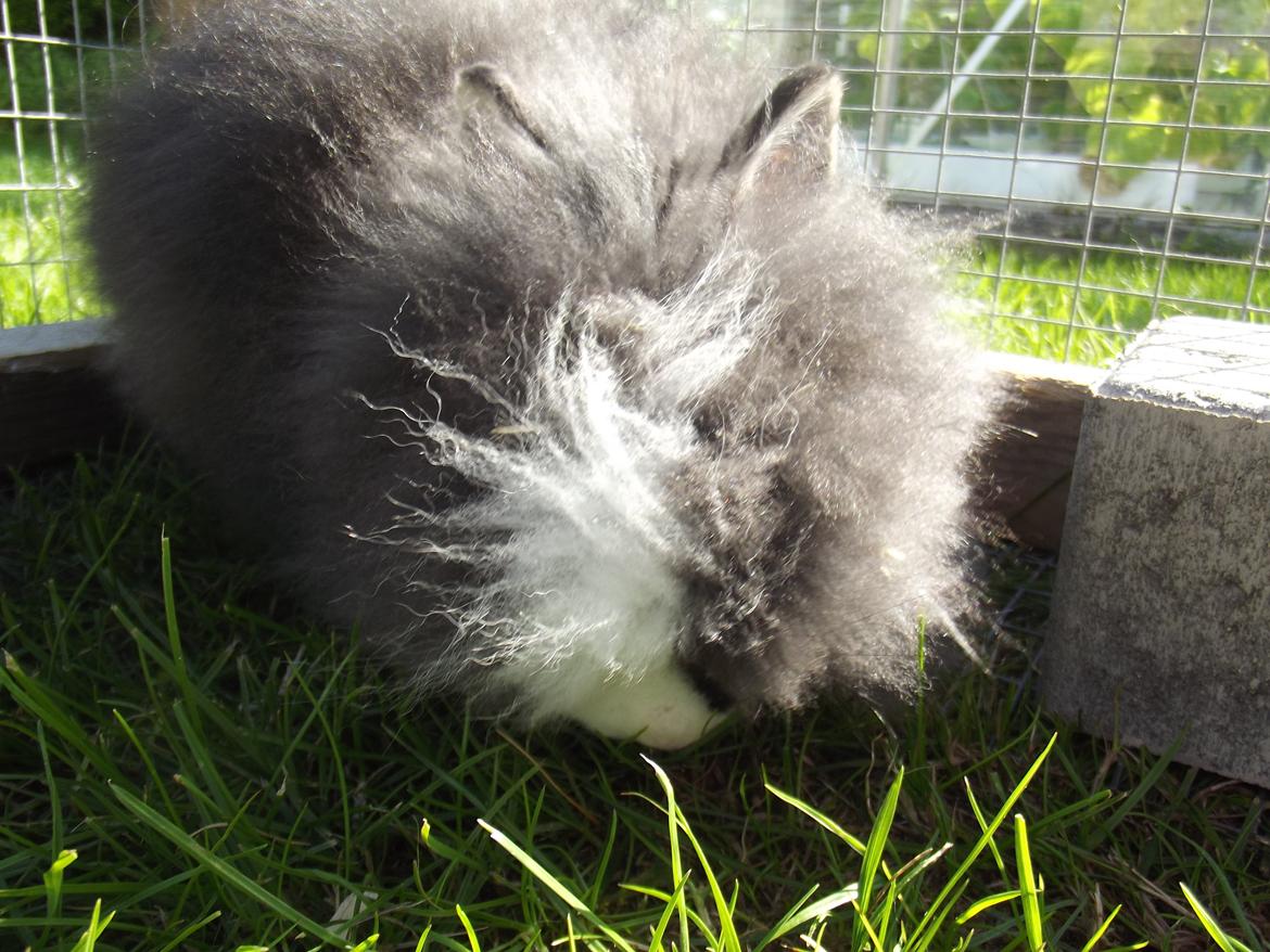 Kanin UniKin's Elisha Chewa Naipé billede 7