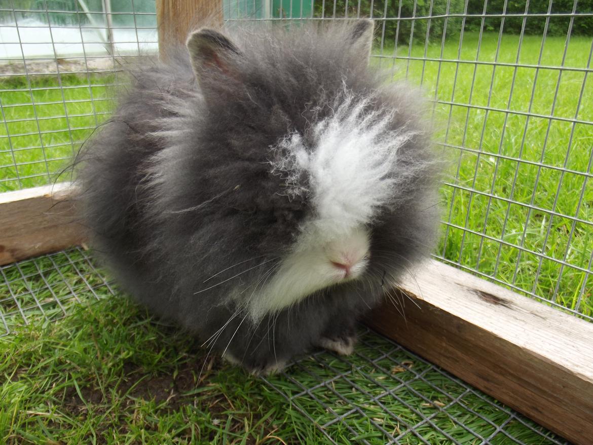 Kanin UniKin's Elisha Chewa Naipé billede 8