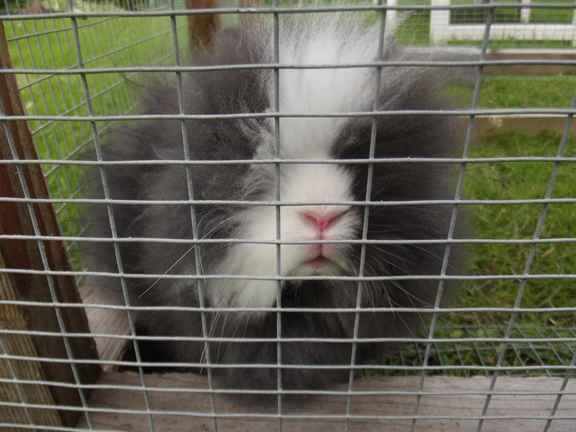 Kanin UniKin's Elisha Chewa Naipé billede 9