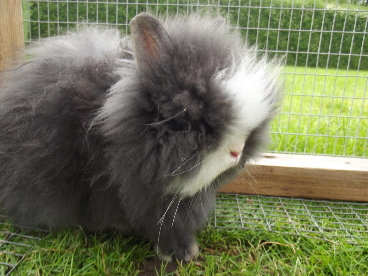 Kanin UniKin's Elisha Chewa Naipé billede 10