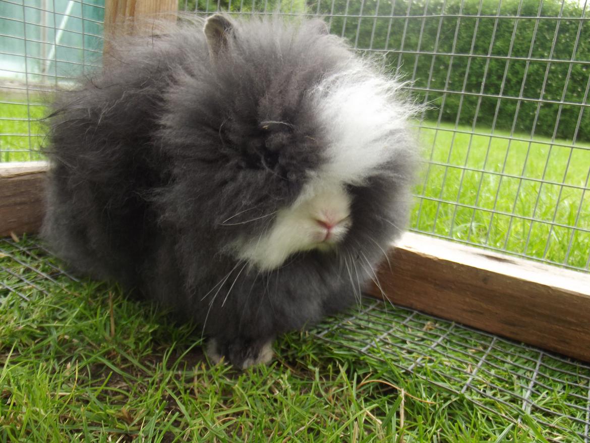 Kanin UniKin's Elisha Chewa Naipé billede 11