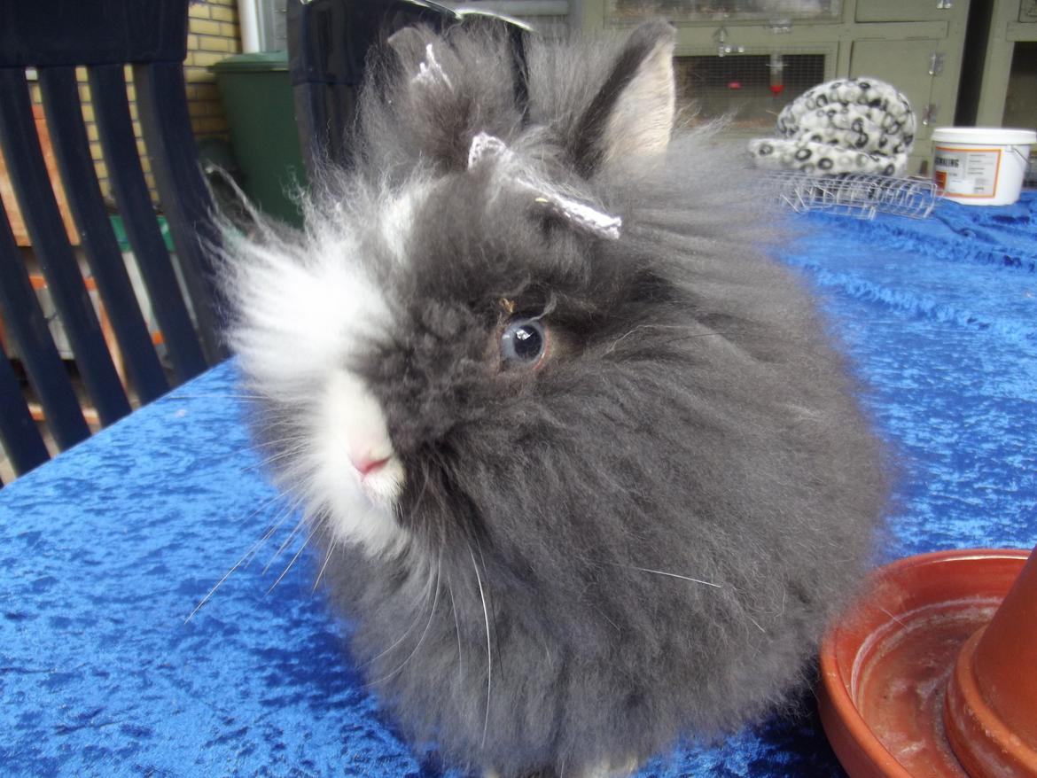 Kanin UniKin's Elisha Chewa Naipé billede 12