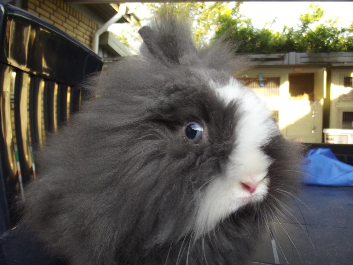 Kanin UniKin's Elisha Chewa Naipé billede 1