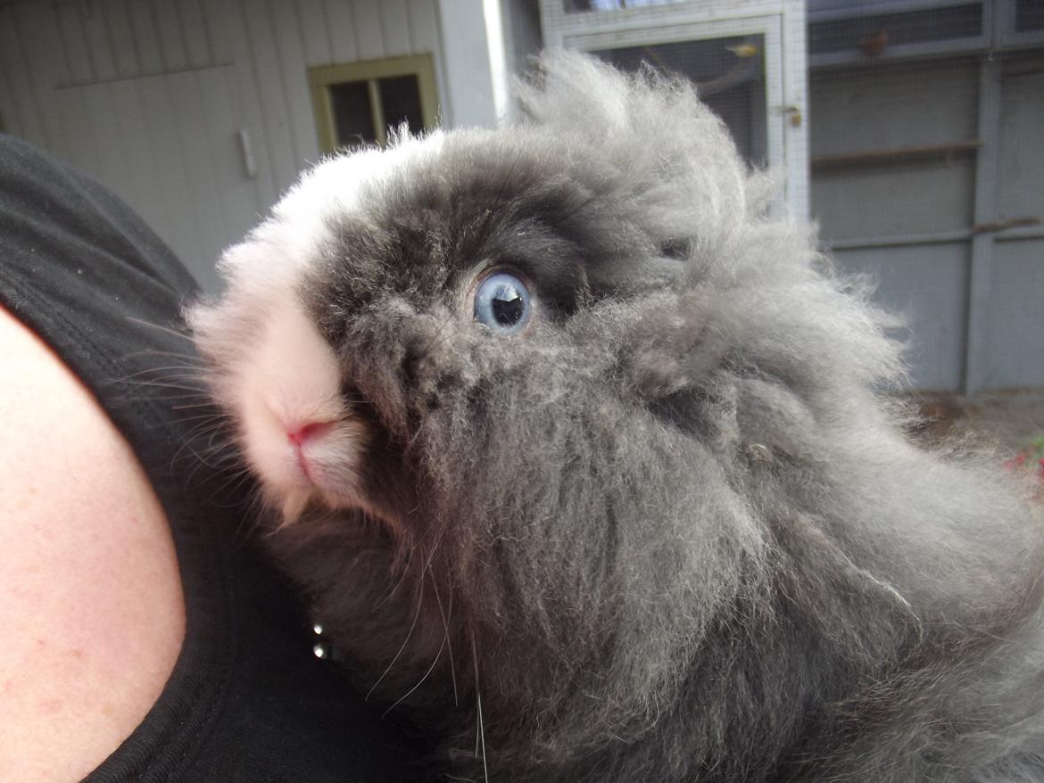 Kanin UniKin's Elisha Chewa Naipé billede 13