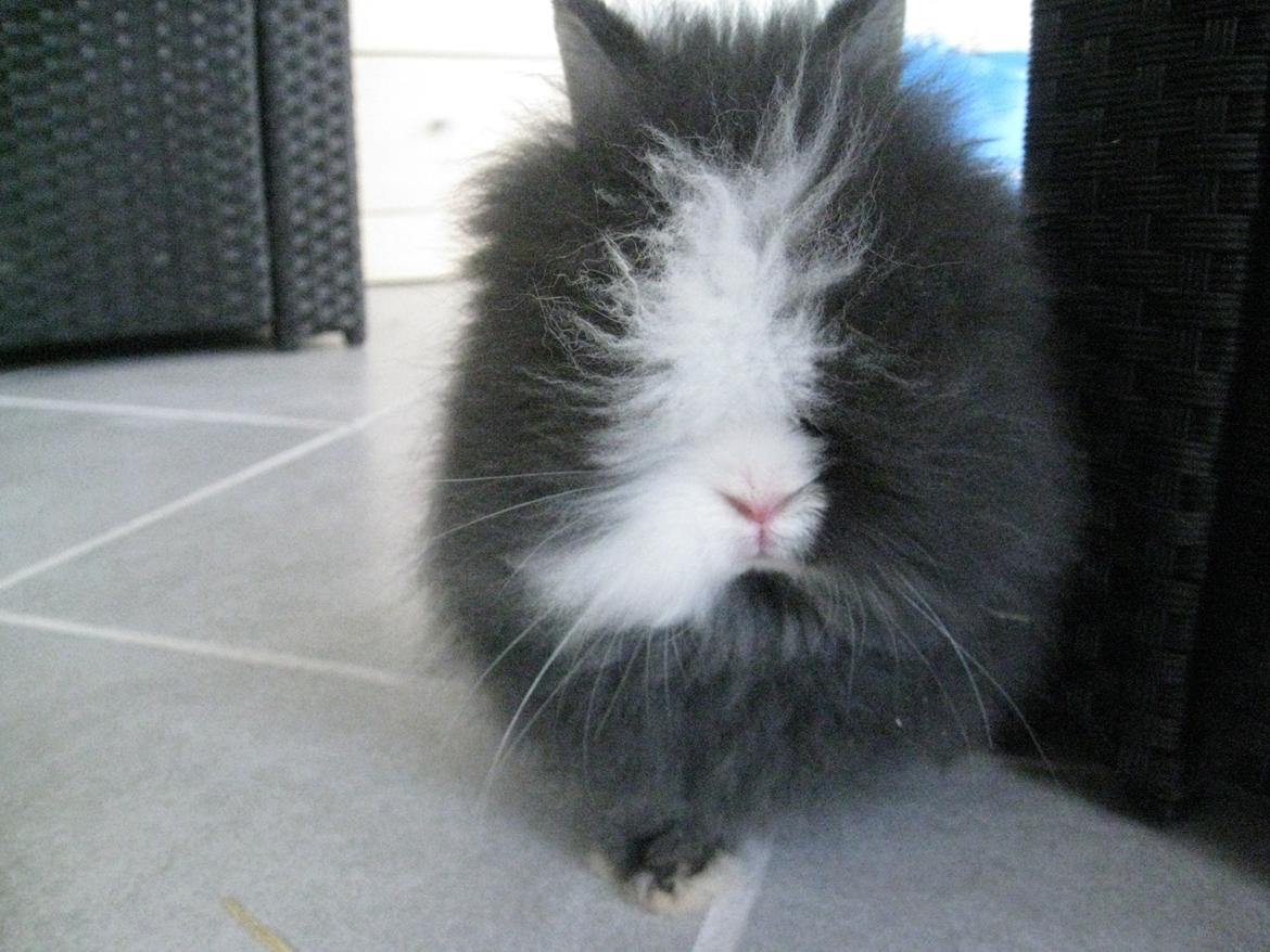 Kanin UniKin's Elisha Chewa Naipé billede 5