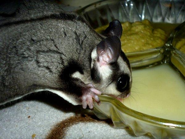 Sugar glider | Liam billede 9