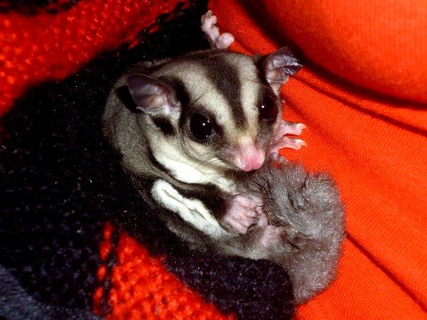 Sugar glider | Liam - Liam er blevet træt og putter i min trøje! <3 billede 8