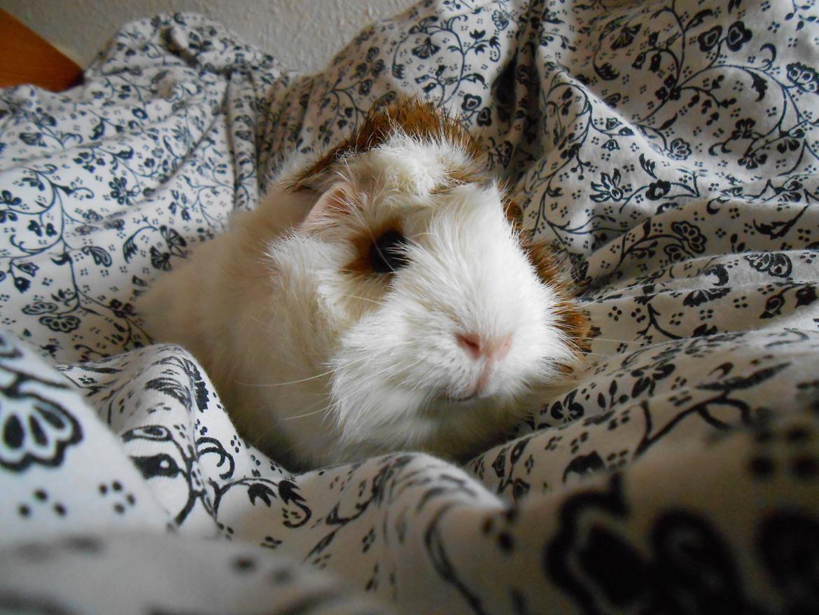 Marsvin - Cornelia billede 1