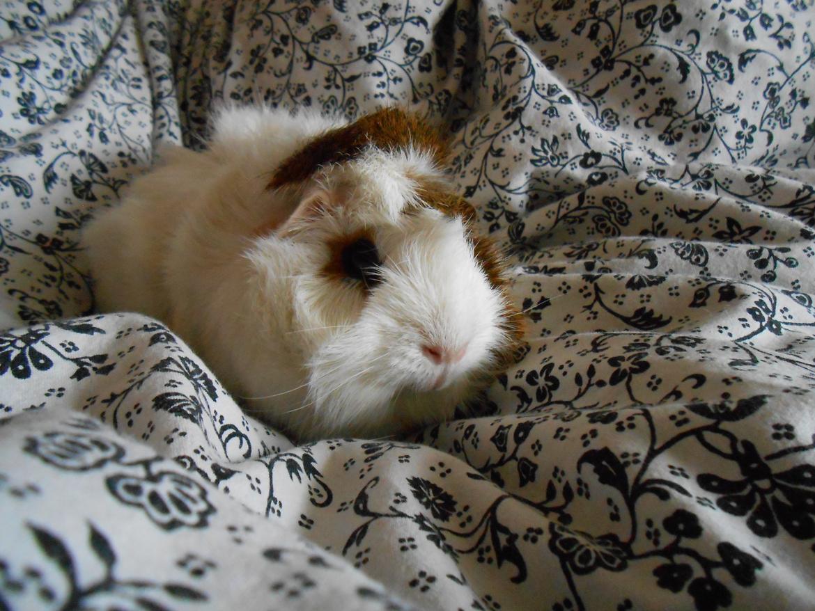 Marsvin - Cornelia billede 2