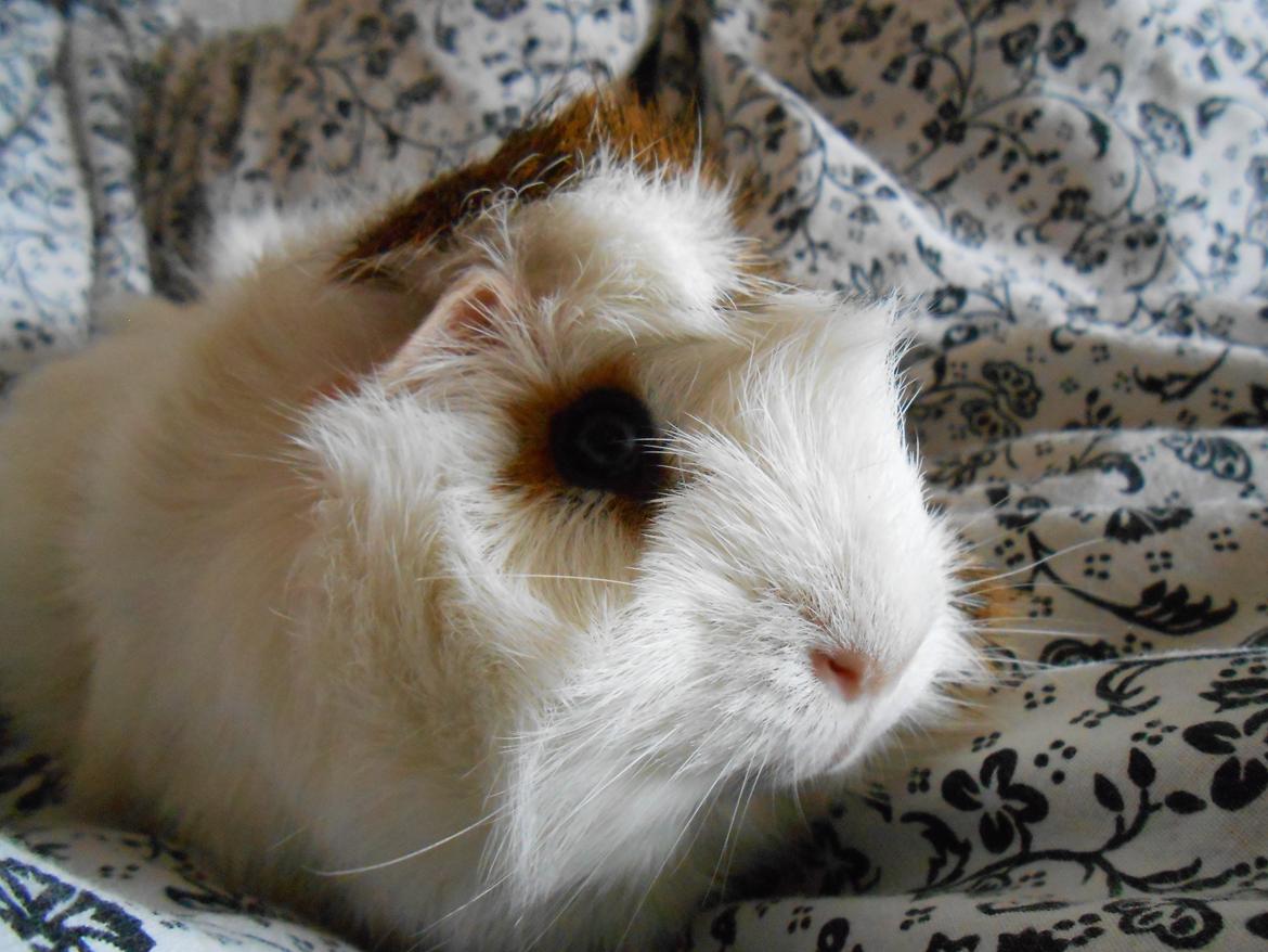 Marsvin - Cornelia billede 5