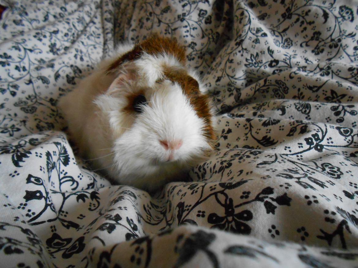 Marsvin - Cornelia billede 6