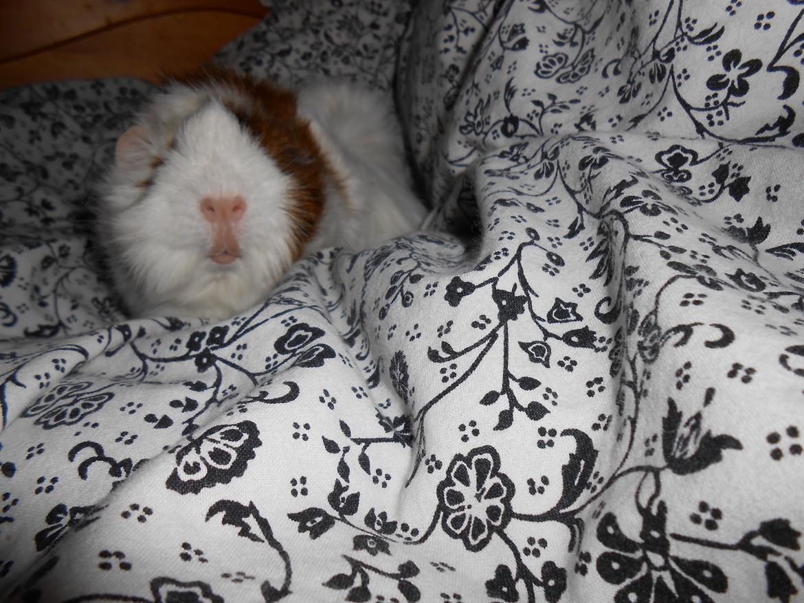 Marsvin - Cornelia billede 8