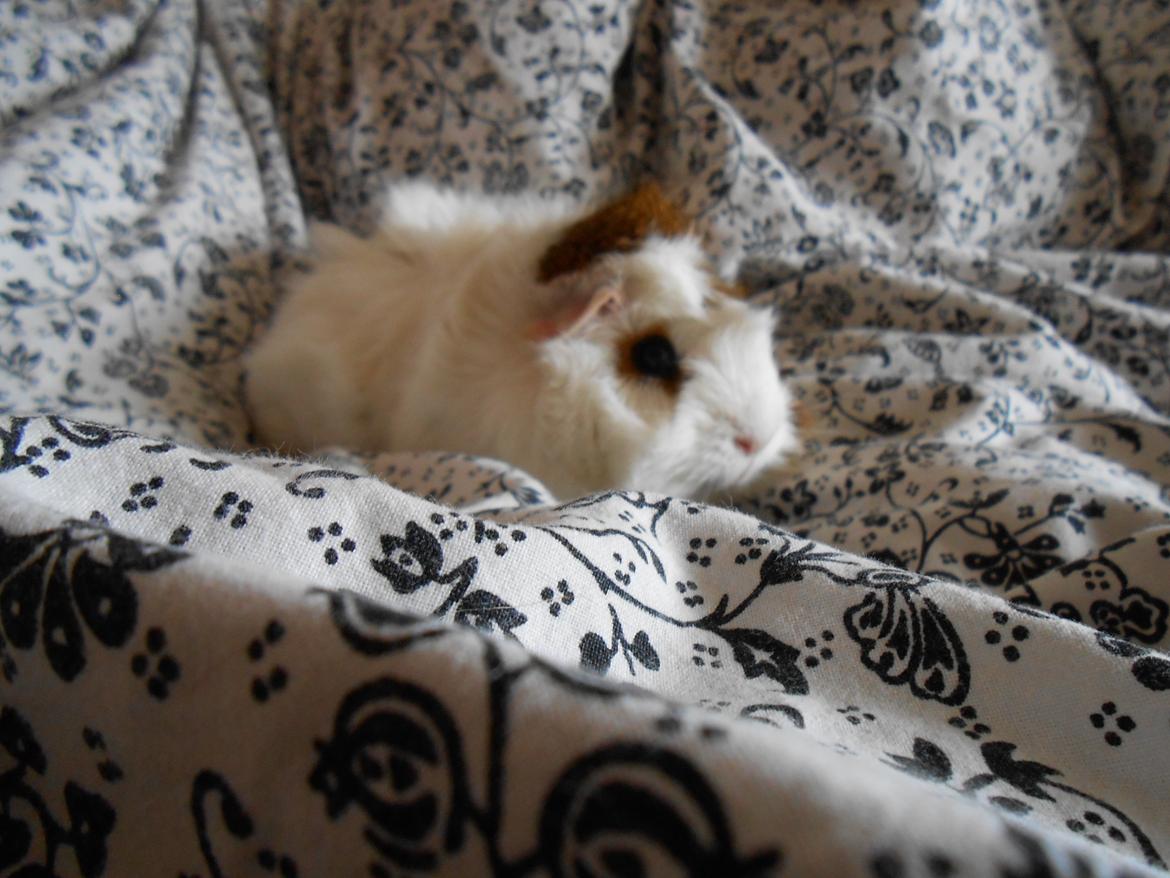 Marsvin - Cornelia billede 9