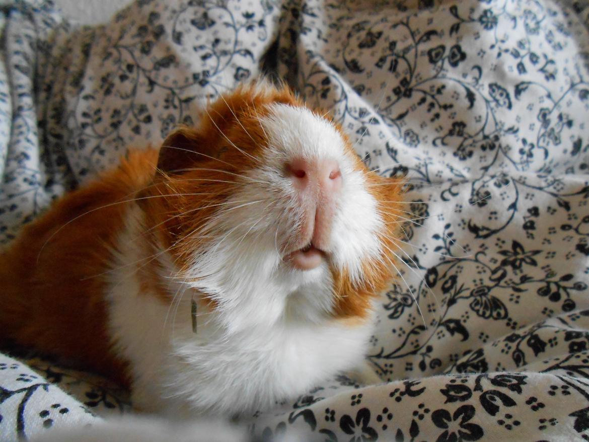 Marsvin - Filippa billede 1