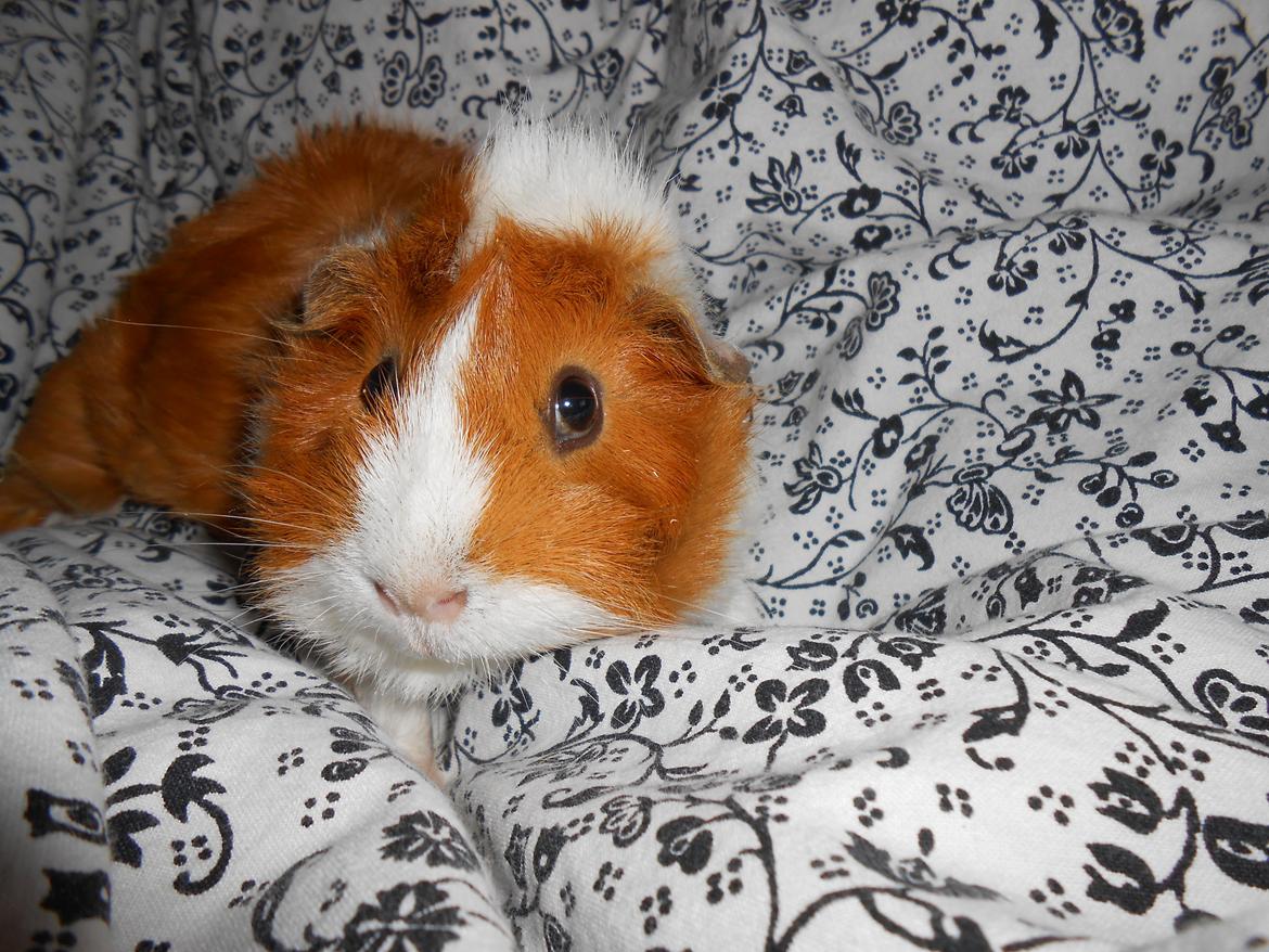 Marsvin - Filippa billede 2