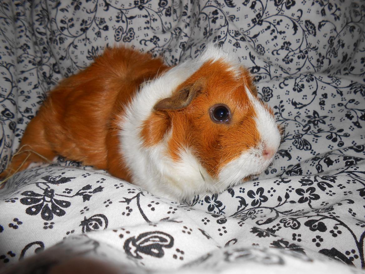 Marsvin - Filippa billede 3