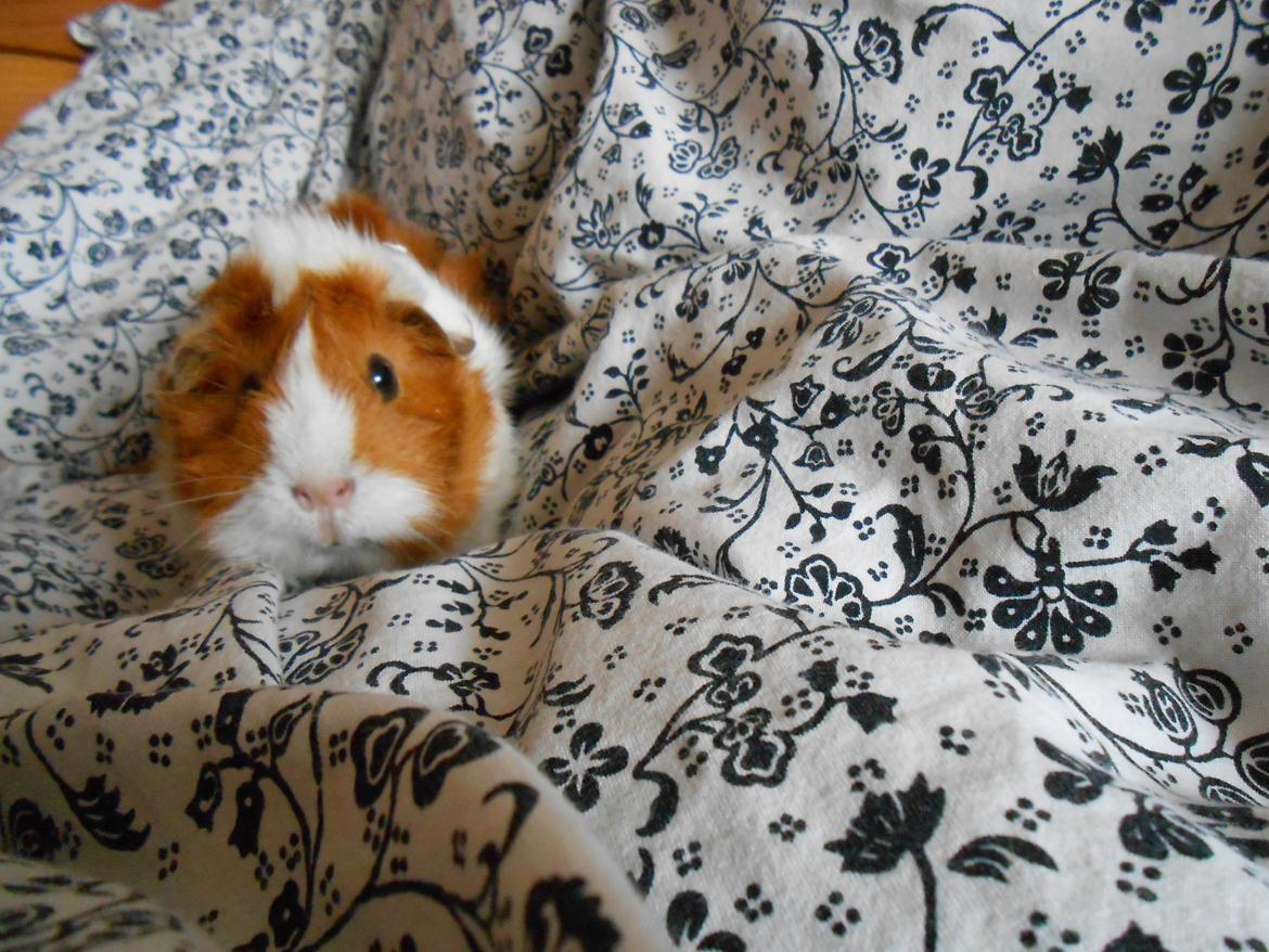 Marsvin - Filippa billede 4