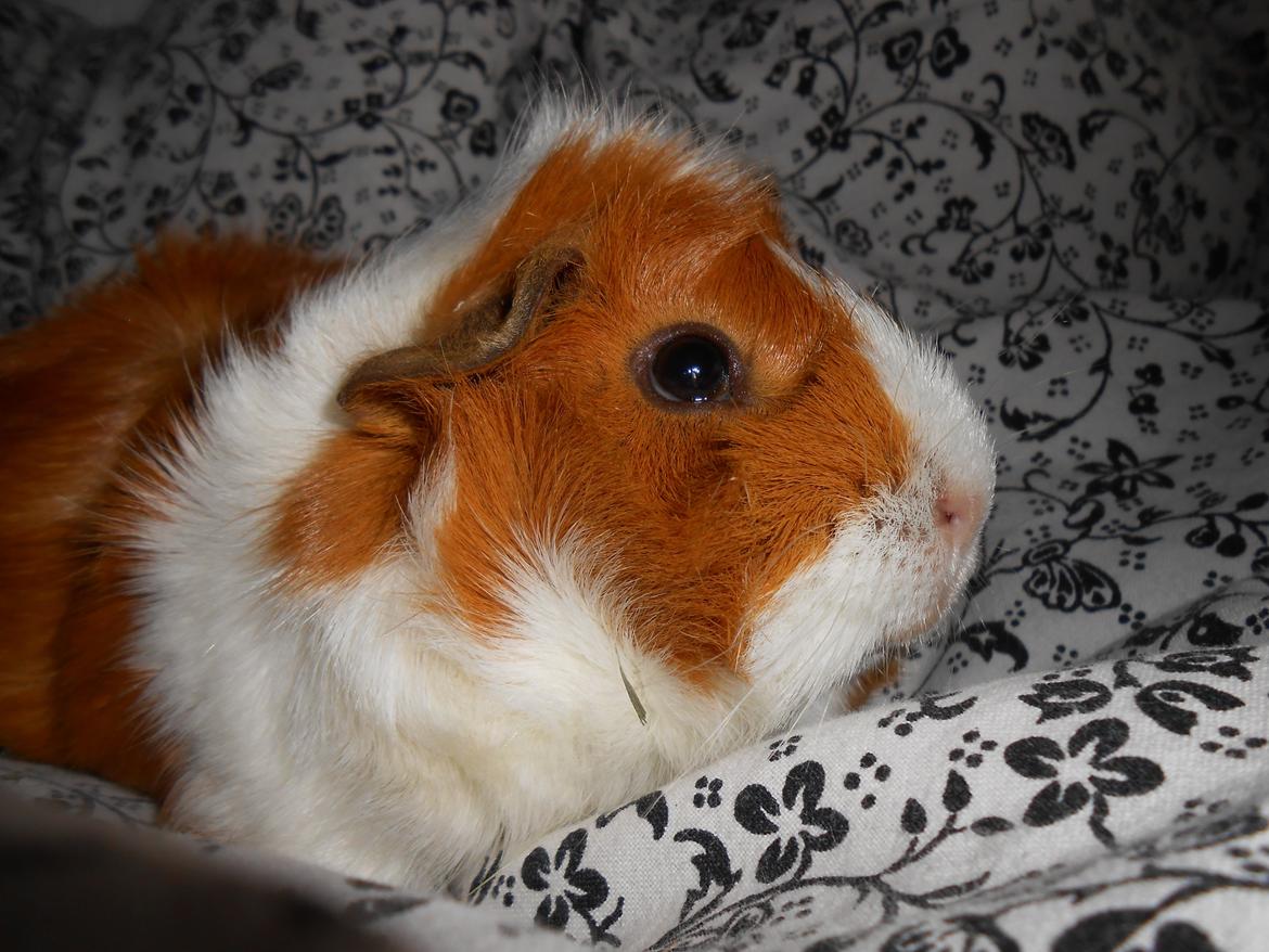 Marsvin - Filippa billede 5