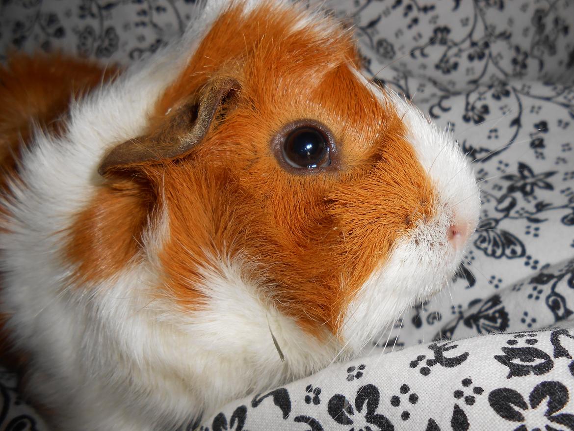 Marsvin - Filippa billede 6