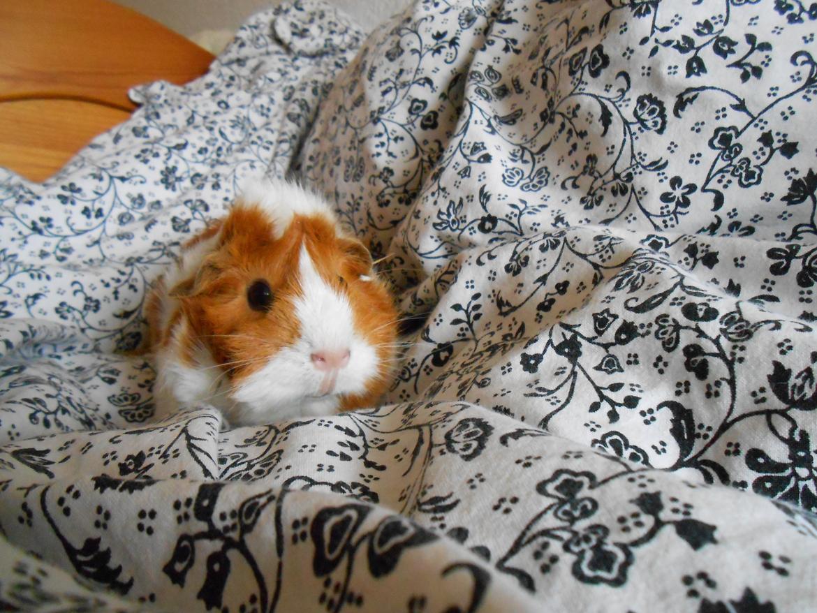 Marsvin - Filippa billede 7