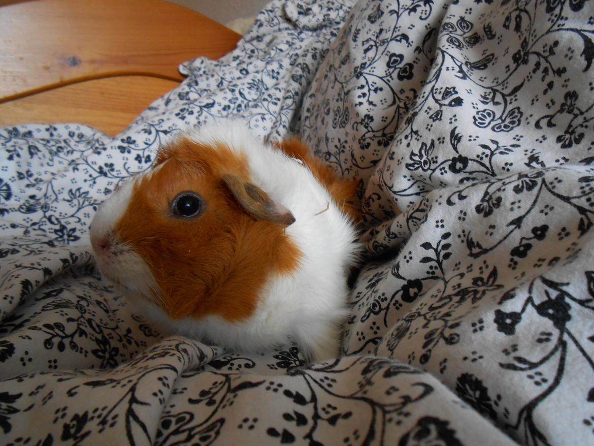 Marsvin - Filippa billede 8