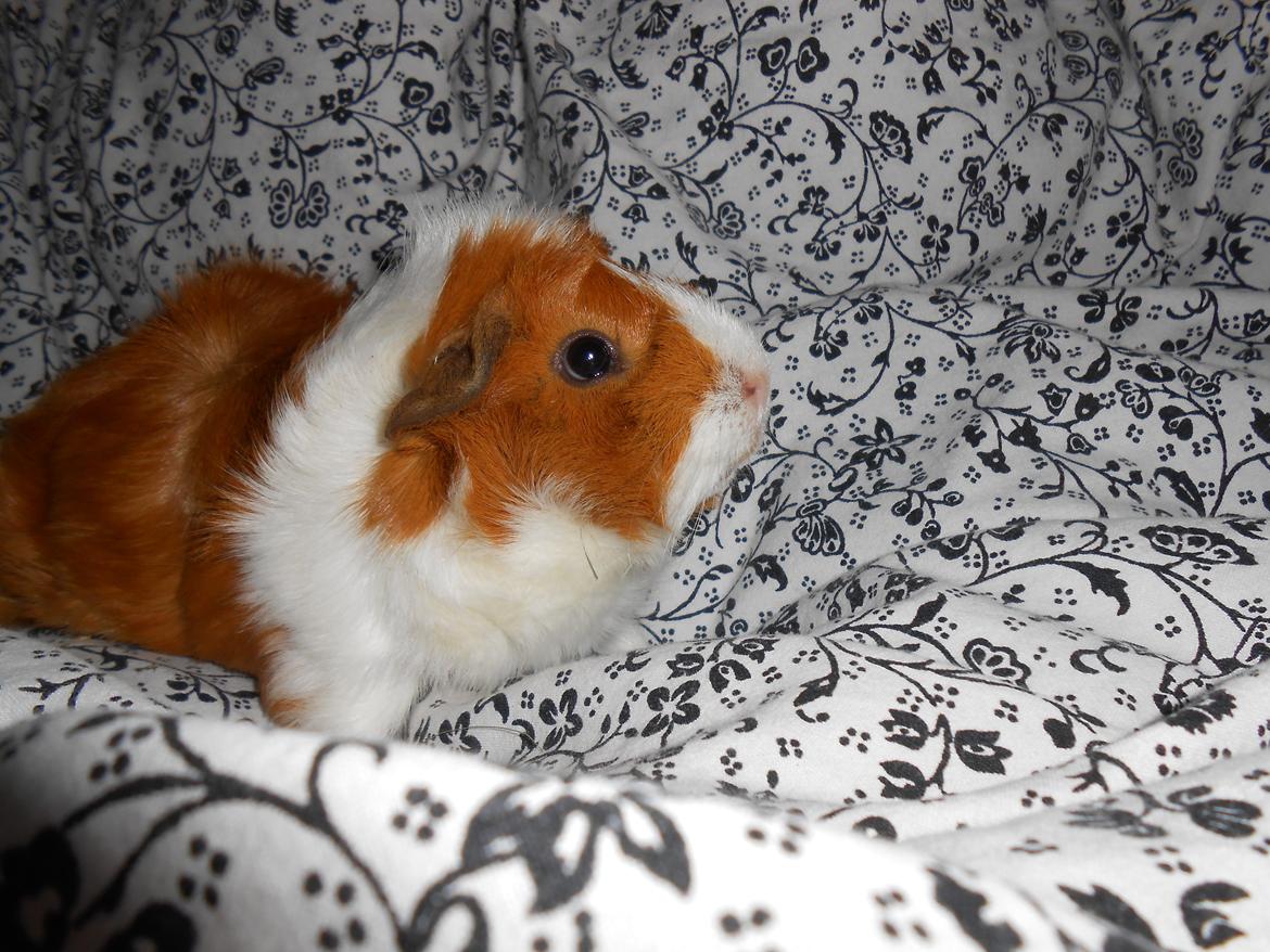 Marsvin - Filippa billede 9