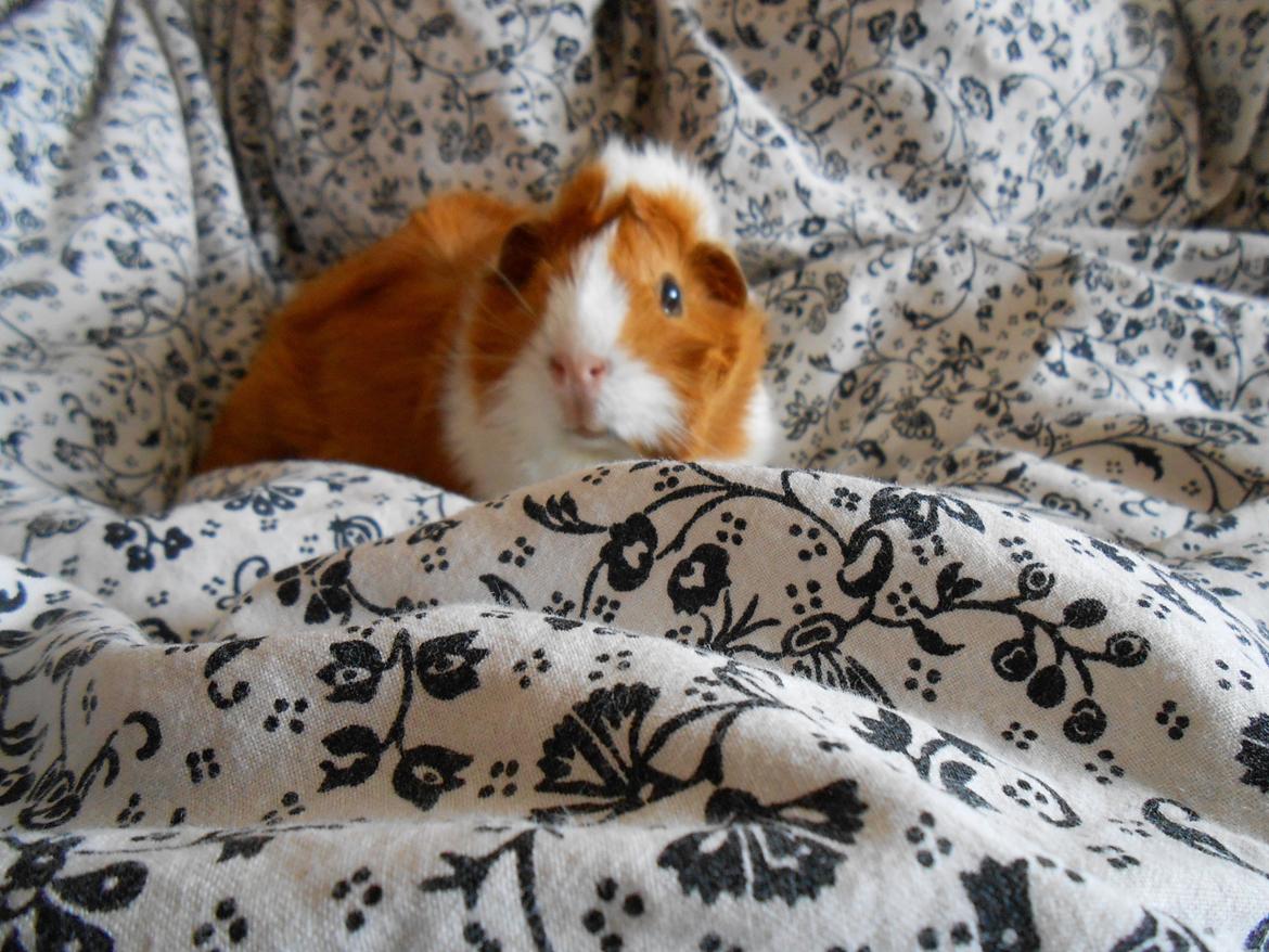 Marsvin - Filippa billede 10