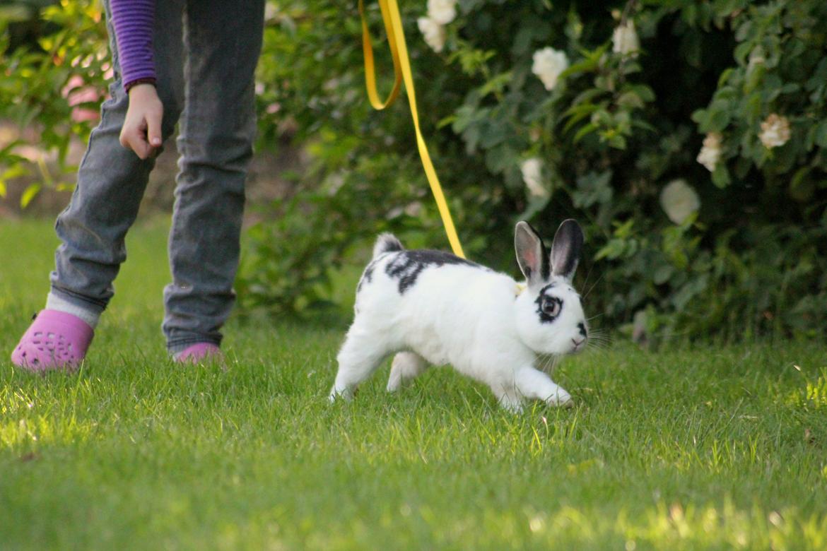 Kanin Dandelions Magnificent "Nuller" billede 9