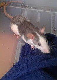 Tamrotte Fibi <3 billede 2