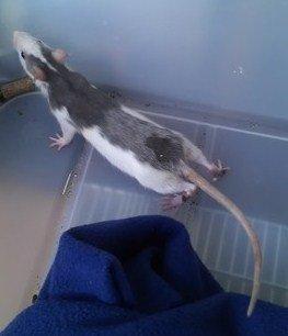 Tamrotte Fibi <3 billede 3