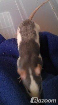 Tamrotte Fibi <3 billede 4