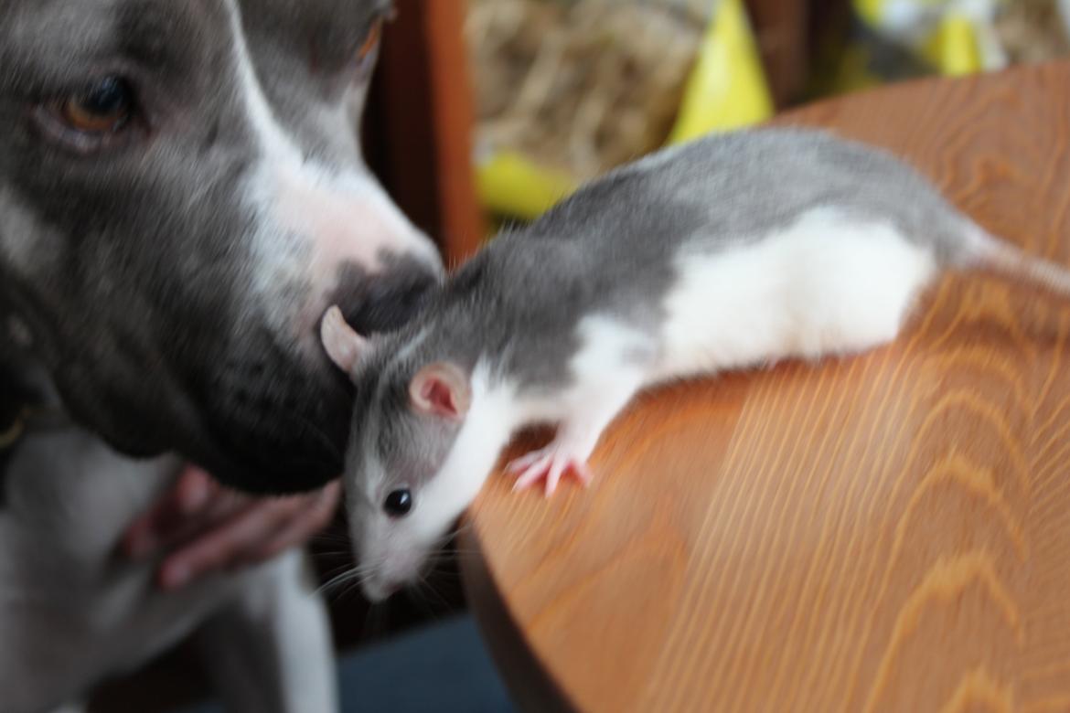 Tamrotte Fibi <3 billede 5