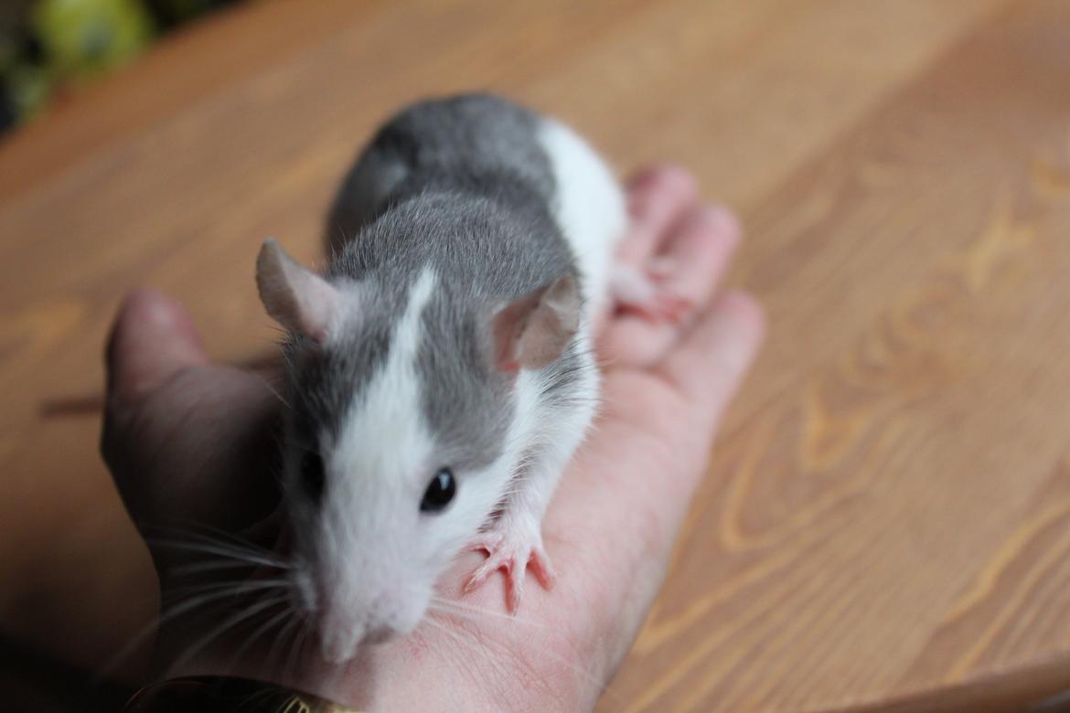 Tamrotte Fibi <3 billede 7