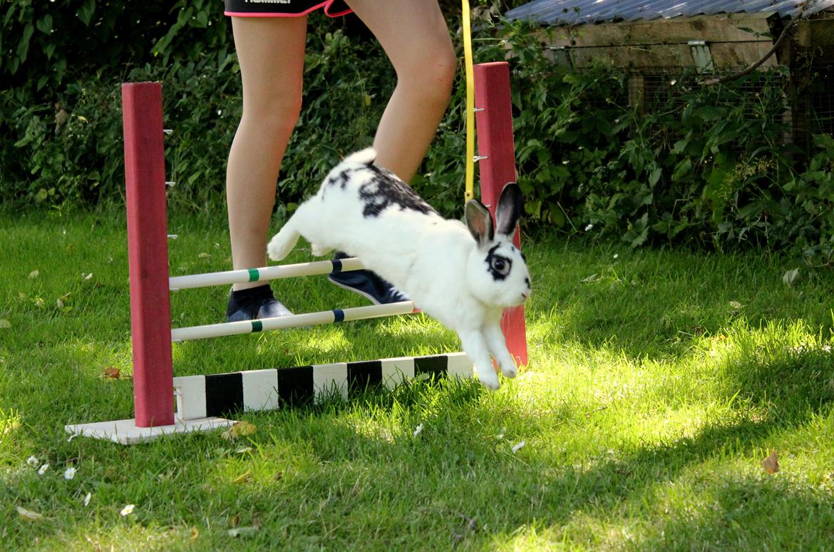 Kanin Dandelions Magnificent "Nuller" billede 14