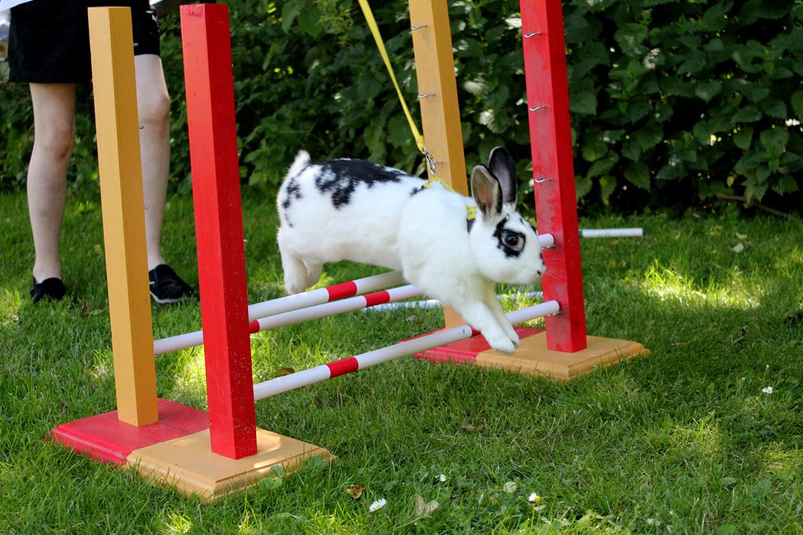 Kanin Dandelions Magnificent "Nuller" billede 11