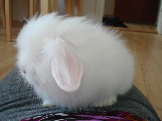 Kanin Venus billede 2