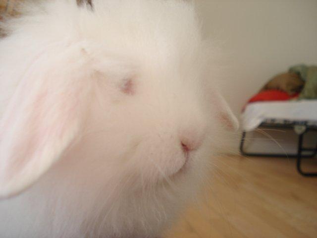 Kanin Venus billede 3