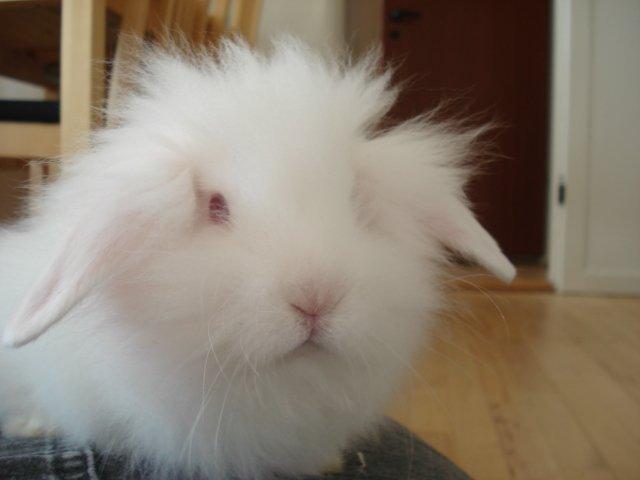 Kanin Venus billede 5