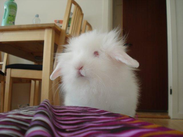 Kanin Venus billede 7