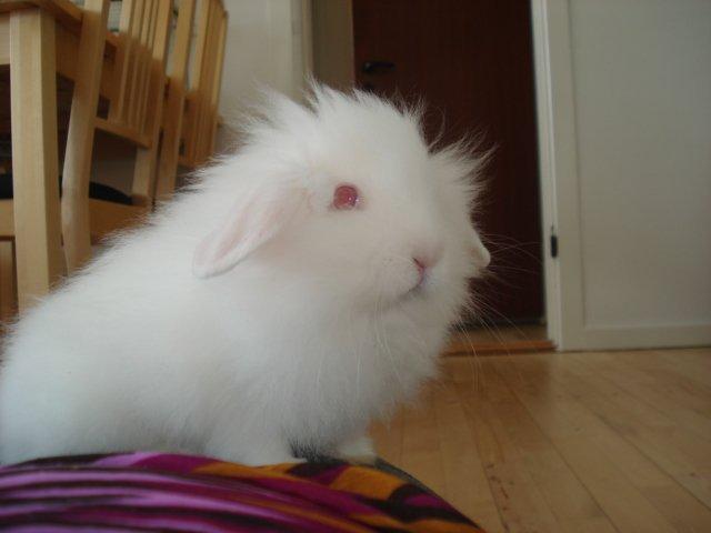 Kanin Venus billede 8