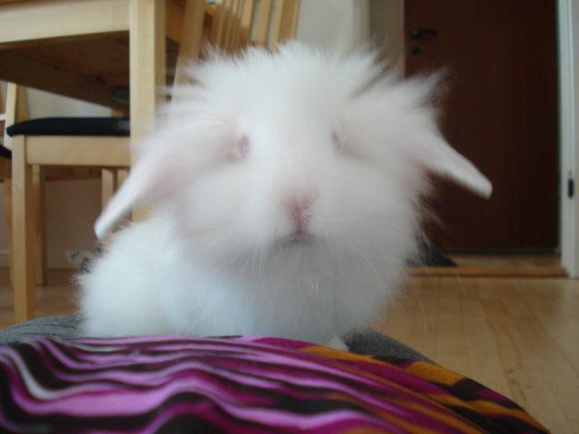 Kanin Venus billede 9